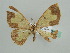  (Zamarada AH12Tz - BC ZSM Lep 42601)  @14 [ ] CreativeCommons - Attribution Non-Commercial Share-Alike (2011) Axel Hausmann/Bavarian State Collection of Zoology (ZSM) SNSB, Zoologische Staatssammlung Muenchen