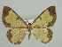  (Zamarada AH14Tz - BC ZSM Lep 42603)  @13 [ ] CreativeCommons - Attribution Non-Commercial Share-Alike (2011) Axel Hausmann/Bavarian State Collection of Zoology (ZSM) SNSB, Zoologische Staatssammlung Muenchen