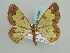  (Zamarada AH15Tz - BC ZSM Lep 42604)  @14 [ ] CreativeCommons - Attribution Non-Commercial Share-Alike (2011) Axel Hausmann/Bavarian State Collection of Zoology (ZSM) SNSB, Zoologische Staatssammlung Muenchen