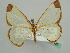  (Zamarada AH16Tz - BC ZSM Lep 42605)  @14 [ ] CreativeCommons - Attribution Non-Commercial Share-Alike (2011) Axel Hausmann/Bavarian State Collection of Zoology (ZSM) SNSB, Zoologische Staatssammlung Muenchen