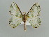  ( - BC ZSM Lep 42611)  @14 [ ] CreativeCommons - Attribution Non-Commercial Share-Alike (2011) Axel Hausmann/Bavarian State Collection of Zoology (ZSM) SNSB, Zoologische Staatssammlung Muenchen