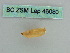  ( - BC ZSM Lep 46080)  @12 [ ] CreativeCommons - Attribution Non-Commercial Share-Alike (2011) Axel Hausmann/Bavarian State Collection of Zoology (ZSM) SNSB, Zoologische Staatssammlung Muenchen