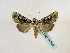  (Agrotis schawerdai - BC ZSM Lep 48882)  @13 [ ] CreativeCommons - Attribution Non-Commercial Share-Alike (2011) Axel Hausmann/Bavarian State Collection of Zoology (ZSM) SNSB, Zoologische Staatssammlung Muenchen