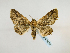  ( - BC ZSM Lep 48929)  @14 [ ] CreativeCommons - Attribution Non-Commercial Share-Alike (2011) Axel Hausmann/Bavarian State Collection of Zoology (ZSM) SNSB, Zoologische Staatssammlung Muenchen