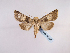  (Hadena salmonea - BC ZSM Lep 48931)  @13 [ ] CreativeCommons - Attribution Non-Commercial Share-Alike (2011) Axel Hausmann/Bavarian State Collection of Zoology (ZSM) SNSB, Zoologische Staatssammlung Muenchen
