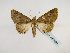 ( - BC ZSM Lep 48936)  @12 [ ] CreativeCommons - Attribution Non-Commercial Share-Alike (2011) Axel Hausmann/Bavarian State Collection of Zoology (ZSM) SNSB, Zoologische Staatssammlung Muenchen