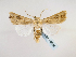 (Agrotis haifae - BC ZSM Lep 48938)  @13 [ ] CreativeCommons - Attribution Non-Commercial Share-Alike (2011) Axel Hausmann/Bavarian State Collection of Zoology (ZSM) SNSB, Zoologische Staatssammlung Muenchen