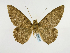  (Feigeria alauda - BC ZSM Lep 48942)  @13 [ ] CreativeCommons - Attribution Non-Commercial Share-Alike (2011) Axel Hausmann/Bavarian State Collection of Zoology (ZSM) SNSB, Zoologische Staatssammlung Muenchen