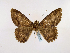  (Feigeria doliaris - BC ZSM Lep 48943)  @13 [ ] CreativeCommons - Attribution Non-Commercial Share-Alike (2011) Axel Hausmann/Bavarian State Collection of Zoology (ZSM) SNSB, Zoologische Staatssammlung Muenchen