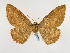  (Feigeria buteoGB01Br - BC ZSM Lep 48944)  @14 [ ] CreativeCommons - Attribution Non-Commercial Share-Alike (2011) Axel Hausmann/Bavarian State Collection of Zoology (ZSM) SNSB, Zoologische Staatssammlung Muenchen