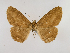  ( - BC ZSM Lep 48950)  @12 [ ] CreativeCommons - Attribution Non-Commercial Share-Alike (2011) Axel Hausmann/Bavarian State Collection of Zoology (ZSM) SNSB, Zoologische Staatssammlung Muenchen