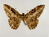  ( - BC ZSM Lep 48952)  @12 [ ] CreativeCommons - Attribution Non-Commercial Share-Alike (2011) Axel Hausmann/Bavarian State Collection of Zoology (ZSM) SNSB, Zoologische Staatssammlung Muenchen