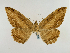  (Feigeria buteo - BC ZSM Lep 48953)  @12 [ ] CreativeCommons - Attribution Non-Commercial Share-Alike (2011) Axel Hausmann/Bavarian State Collection of Zoology (ZSM) SNSB, Zoologische Staatssammlung Muenchen
