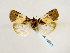  (Hampsonodes naeviaGB01Pe - BC ZSM Lep 48963)  @12 [ ] CreativeCommons - Attribution Non-Commercial Share-Alike (2011) Axel Hausmann/Bavarian State Collection of Zoology (ZSM) SNSB, Zoologische Staatssammlung Muenchen