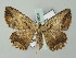  ( - BC ZSM Lep 51658)  @11 [ ] CreativeCommons - Attribution Non-Commercial Share-Alike (2011) Axel Hausmann/Bavarian State Collection of Zoology (ZSM) SNSB, Zoologische Staatssammlung Muenchen