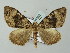  (Ecliptopera muscicolorMS01Bh - BC ZSM Lep 51662)  @15 [ ] CreativeCommons - Attribution Non-Commercial Share-Alike (2011) Axel Hausmann/Bavarian State Collection of Zoology (ZSM) SNSB, Zoologische Staatssammlung Muenchen