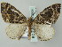  (Ecliptopera AH02Bu - BC ZSM Lep 51669)  @13 [ ] CreativeCommons - Attribution Non-Commercial Share-Alike (2011) Axel Hausmann/Bavarian State Collection of Zoology (ZSM) SNSB, Zoologische Staatssammlung Muenchen