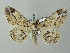  ( - BC ZSM Lep 51678)  @13 [ ] CreativeCommons - Attribution Non-Commercial Share-Alike (2011) Axel Hausmann/Bavarian State Collection of Zoology (ZSM) SNSB, Zoologische Staatssammlung Muenchen