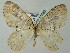  (Trichopterigia AH05Bu - BC ZSM Lep 51680)  @11 [ ] CreativeCommons - Attribution Non-Commercial Share-Alike (2011) Axel Hausmann/Bavarian State Collection of Zoology (ZSM) SNSB, Zoologische Staatssammlung Muenchen