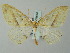  (Loxaspilates AH01Bu - BC ZSM Lep 51683)  @13 [ ] CreativeCommons - Attribution Non-Commercial Share-Alike (2011) Axel Hausmann/Bavarian State Collection of Zoology (ZSM) SNSB, Zoologische Staatssammlung Muenchen