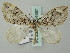  (Dysstroma sikkimensis - BC ZSM Lep 51687)  @14 [ ] CreativeCommons - Attribution Non-Commercial Share-Alike (2011) Axel Hausmann/Bavarian State Collection of Zoology (ZSM) SNSB, Zoologische Staatssammlung Muenchen