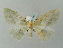  ( - BC ZSM Lep 51691)  @12 [ ] CreativeCommons - Attribution Non-Commercial Share-Alike (2011) Axel Hausmann/Bavarian State Collection of Zoology (ZSM) SNSB, Zoologische Staatssammlung Muenchen