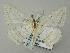  ( - BC ZSM Lep 51699)  @14 [ ] CreativeCommons - Attribution Non-Commercial Share-Alike (2011) Axel Hausmann/Bavarian State Collection of Zoology (ZSM) SNSB, Zoologische Staatssammlung Muenchen