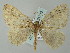  (Trichoplites AH01Bu - BC ZSM Lep 51712)  @13 [ ] CreativeCommons - Attribution Non-Commercial Share-Alike (2011) Axel Hausmann/Bavarian State Collection of Zoology (ZSM) SNSB, Zoologische Staatssammlung Muenchen