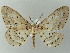  (Metabraxas AH01Bu - BC ZSM Lep 51713)  @14 [ ] CreativeCommons - Attribution Non-Commercial Share-Alike (2011) Axel Hausmann/Bavarian State Collection of Zoology (ZSM) SNSB, Zoologische Staatssammlung Muenchen