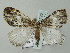 (Dysstroma AH01Bu - BC ZSM Lep 51725)  @14 [ ] CreativeCommons - Attribution Non-Commercial Share-Alike (2011) Axel Hausmann/Bavarian State Collection of Zoology (ZSM) SNSB, Zoologische Staatssammlung Muenchen