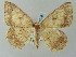  ( - BC ZSM Lep 51728)  @14 [ ] CreativeCommons - Attribution Non-Commercial Share-Alike (2011) Axel Hausmann/Bavarian State Collection of Zoology (ZSM) SNSB, Zoologische Staatssammlung Muenchen