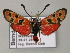  (Zygaena fausta - BC ZSM Lep 52683)  @15 [ ] CreativeCommons - Attribution Non-Commercial Share-Alike (2011) Axel Hausmann/Bavarian State Collection of Zoology (ZSM) SNSB, Zoologische Staatssammlung Muenchen