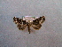 ( - BC ZSM Lep 52691)  @13 [ ] Copyright (2011) Axel Hausmann/Bavarian State Collection of Zoology (ZSM) SNSB, Zoologische Staatssammlung Muenchen