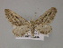  (Eupithecia rosmarinata - BC ZSM Lep 52702)  @12 [ ] CreativeCommons - Attribution Non-Commercial Share-Alike (2011) Axel Hausmann/Bavarian State Collection of Zoology (ZSM) SNSB, Zoologische Staatssammlung Muenchen