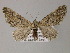  ( - BC ZSM Lep 52703)  @12 [ ] CreativeCommons - Attribution Non-Commercial Share-Alike (2011) Axel Hausmann/Bavarian State Collection of Zoology (ZSM) SNSB, Zoologische Staatssammlung Muenchen