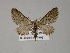  ( - BC ZSM Lep 52706)  @13 [ ] CreativeCommons - Attribution Non-Commercial Share-Alike (2011) Axel Hausmann/Bavarian State Collection of Zoology (ZSM) SNSB, Zoologische Staatssammlung Muenchen