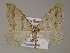  ( - BC ZSM Lep 52716)  @13 [ ] CreativeCommons - Attribution Non-Commercial Share-Alike (2011) Axel Hausmann/Bavarian State Collection of Zoology (ZSM) SNSB, Zoologische Staatssammlung Muenchen