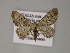  (Eupithecia laquaearia - BC ZSM Lep 52727)  @13 [ ] CreativeCommons - Attribution Non-Commercial Share-Alike (2011) Axel Hausmann/Bavarian State Collection of Zoology (ZSM) SNSB, Zoologische Staatssammlung Muenchen