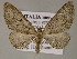  ( - BC ZSM Lep 52739)  @14 [ ] CreativeCommons - Attribution Non-Commercial Share-Alike (2011) Axel Hausmann/Bavarian State Collection of Zoology (ZSM) SNSB, Zoologische Staatssammlung Muenchen
