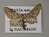  (Eupithecia ochridaria - BC ZSM Lep 52743)  @11 [ ] CreativeCommons - Attribution Non-Commercial Share-Alike (2011) Axel Hausmann/Bavarian State Collection of Zoology (ZSM) SNSB, Zoologische Staatssammlung Muenchen