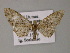  ( - BC ZSM Lep 52745)  @13 [ ] CreativeCommons - Attribution Non-Commercial Share-Alike (2011) Axel Hausmann/Bavarian State Collection of Zoology (ZSM) SNSB, Zoologische Staatssammlung Muenchen