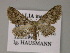  ( - BC ZSM Lep 52746)  @13 [ ] CreativeCommons - Attribution Non-Commercial Share-Alike (2011) Axel Hausmann/Bavarian State Collection of Zoology (ZSM) SNSB, Zoologische Staatssammlung Muenchen