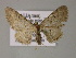  (Eupithecia AH01It - BC ZSM Lep 52750)  @11 [ ] CreativeCommons - Attribution Non-Commercial Share-Alike (2011) Axel Hausmann/Bavarian State Collection of Zoology (ZSM) SNSB, Zoologische Staatssammlung Muenchen