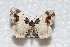  ( - BC ZSM Lep 52753)  @13 [ ] Copyright (2011) Axel Hausmann/Bavarian State Collection of Zoology (ZSM) SNSB, Zoologische Staatssammlung Muenchen