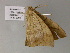  ( - BC ZSM Lep 52765)  @14 [ ] CreativeCommons - Attribution Non-Commercial Share-Alike (2011) Axel Hausmann/Bavarian State Collection of Zoology (ZSM) SNSB, Zoologische Staatssammlung Muenchen