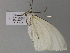  (Carpella AH01Ve - BC ZSM Lep 52768)  @12 [ ] CreativeCommons - Attribution Non-Commercial Share-Alike (2011) Axel Hausmann/Bavarian State Collection of Zoology (ZSM) SNSB, Zoologische Staatssammlung Muenchen