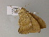  ( - BC ZSM Lep 52771)  @13 [ ] CreativeCommons - Attribution Non-Commercial Share-Alike (2011) Axel Hausmann/Bavarian State Collection of Zoology (ZSM) SNSB, Zoologische Staatssammlung Muenchen