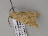  ( - BC ZSM Lep 52880)  @12 [ ] CreativeCommons - Attribution Non-Commercial Share-Alike (2011) Axel Hausmann/Bavarian State Collection of Zoology (ZSM) SNSB, Zoologische Staatssammlung Muenchen