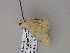  ( - BC ZSM Lep 52882)  @12 [ ] CreativeCommons - Attribution Non-Commercial Share-Alike (2011) Axel Hausmann/Bavarian State Collection of Zoology (ZSM) SNSB, Zoologische Staatssammlung Muenchen