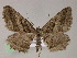  ( - BC ZSM Lep 52886)  @14 [ ] CreativeCommons - Attribution Non-Commercial Share-Alike (2011) Axel Hausmann/Bavarian State Collection of Zoology (ZSM) SNSB, Zoologische Staatssammlung Muenchen